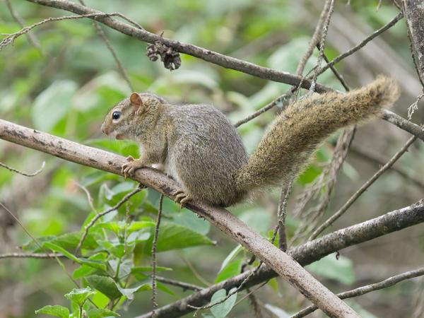 <h3><a href="/trips/tanzania/biota/animalia/chordata/mammalia/rodentia/sciuridae/xerus rutilus/xerus rutilus-nl.html">Xerus&nbsp;rutilus</a> / Unstriped&nbsp;ground&nbsp;squirrel / Ongestreepte&nbsp;grondeekhoorn</h3>OM-1 Mark II met OLYMPUS M.150-400mm F4.5, 1/2000 sec  bij F4.5, ISO 8000, afstand 9.77&nbsp;m